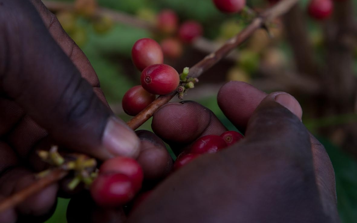 Hands hold a branch of red coffee cherries in a close-up view outdoors.