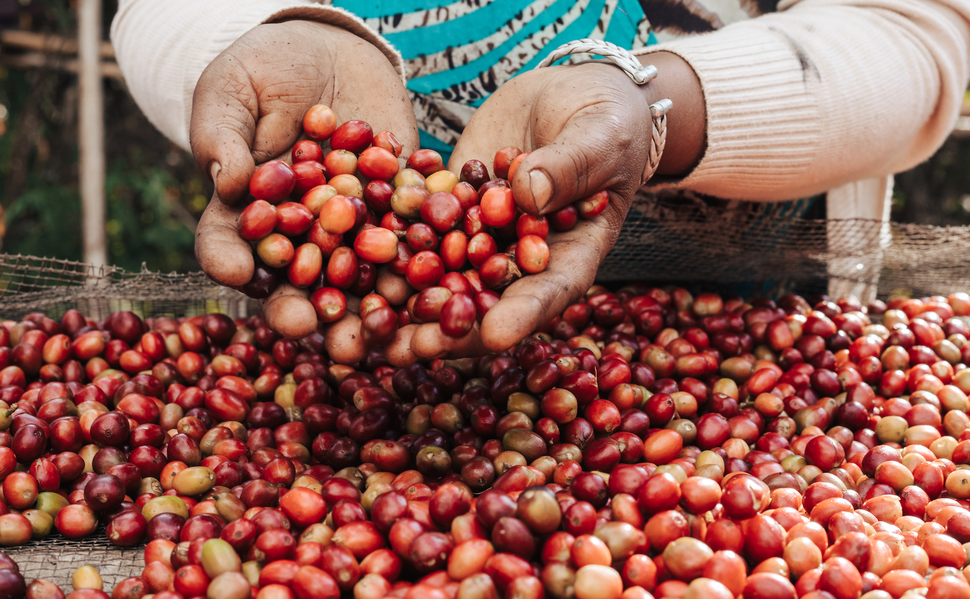 Kaffeebohne Robusta versus Arabica