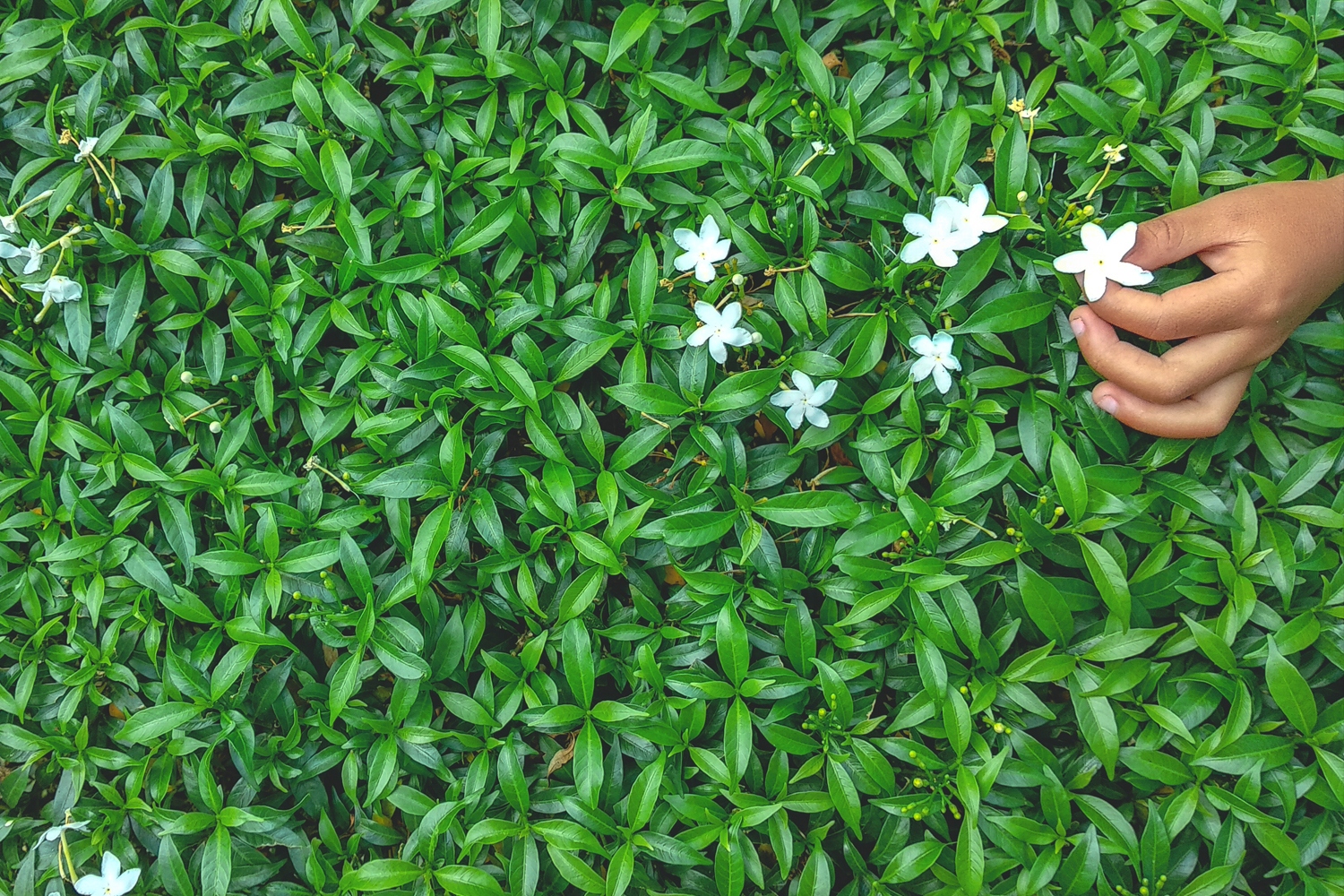 Two leaves and a bud-Methode